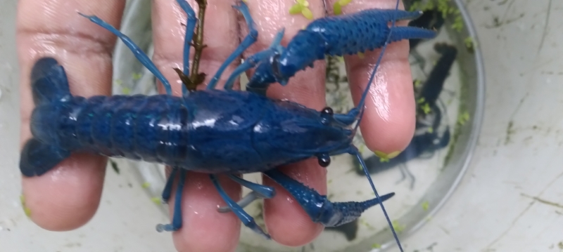 Blue Crayfish